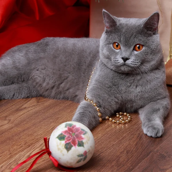 Lovely domestic animal on holiday theme — Stock Photo, Image