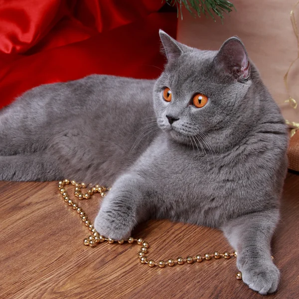 Lovely domestic animal on holiday theme — Stock Photo, Image