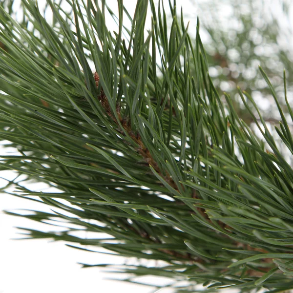 Pine gren — Stockfoto