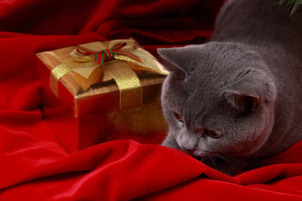 Vánoční Kočka Téma Dovolená — Stock fotografie