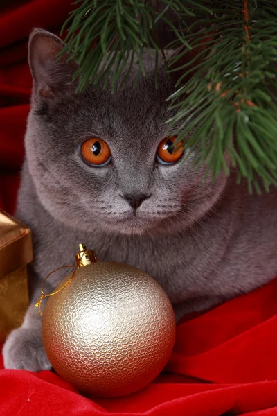 Portret van Britse grijze kat onder de kerstboom — Stockfoto