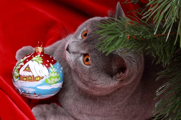 Wunderschöne britische Katze an Weihnachten — Stockfoto