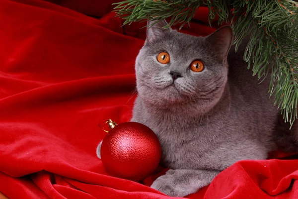 Prachtige Britse kat op Kerstmis — Stockfoto