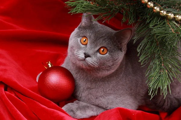 Retrato de gato gris británico bajo el árbol de Navidad — Foto de Stock