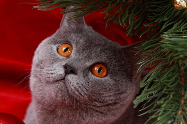 Retrato de gato cinza britânico sob a árvore de Natal — Fotografia de Stock