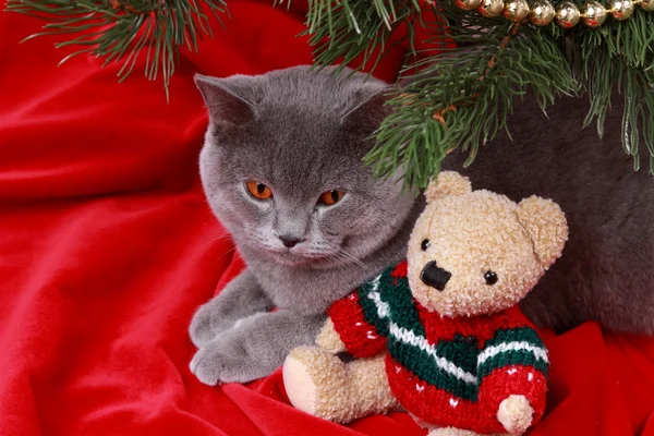 Portrait of British gray cat under the Christmas tree — Stock Photo, Image