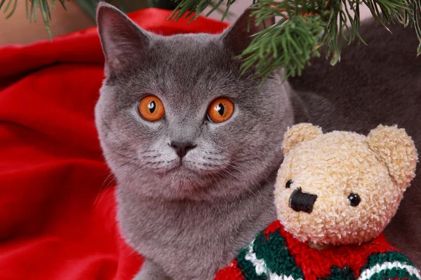 Wunderschöne britische Katze an Weihnachten — Stockfoto
