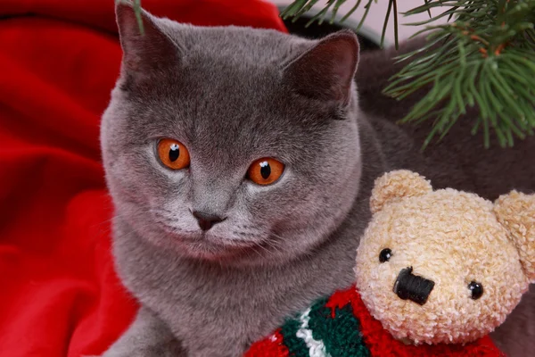 Великолепная британская кошка на Рождество — стоковое фото