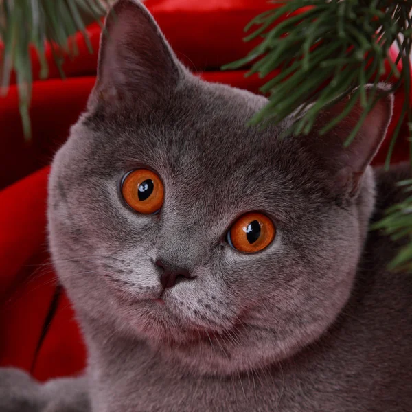 Gorgeous british cat on Christmas — Stock Photo, Image
