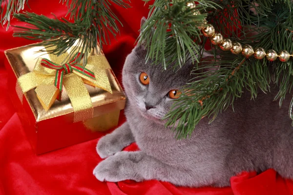 Prachtige Britse kat op Kerstmis — Stockfoto