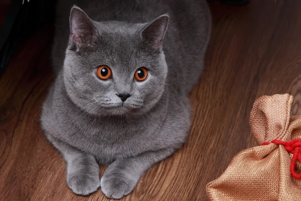 Portrait ofChristmas British gray cat — Stock Photo, Image