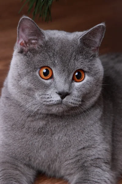 Portrait ofChristmas British gray cat — Stock Photo, Image