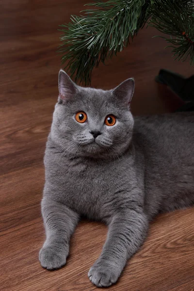 Portrait ofChristmas British gray cat — Stock Photo, Image