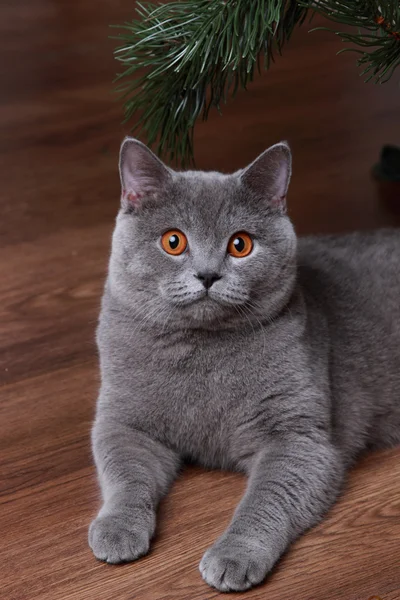 Portrait ofChristmas British gray cat — Stock Photo, Image