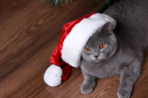 Портрет рождественской серой кошки — стоковое фото