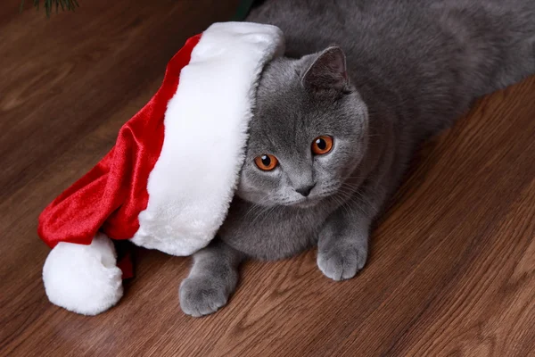 Ritratto di Natale gatto grigio britannico — Foto Stock