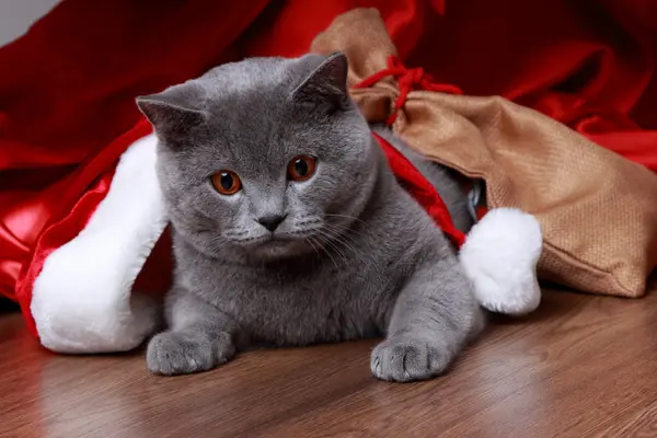 Retrato de Navidad Gato gris británico — Foto de Stock