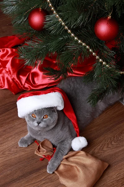 Stående ofchristmas brittiska gray katt — Stockfoto