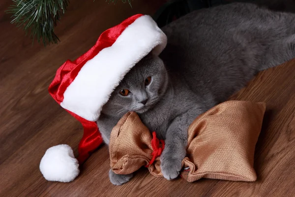 Portrait von christmas british grey cat — Stockfoto