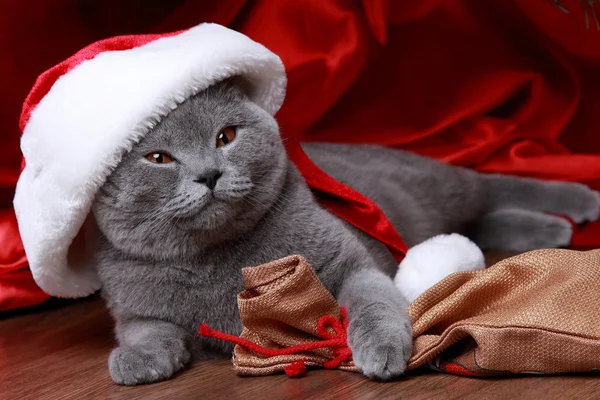 Portrait von christmas british grey cat — Stockfoto