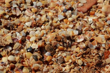 Deniz kum ve kabukları arka plan