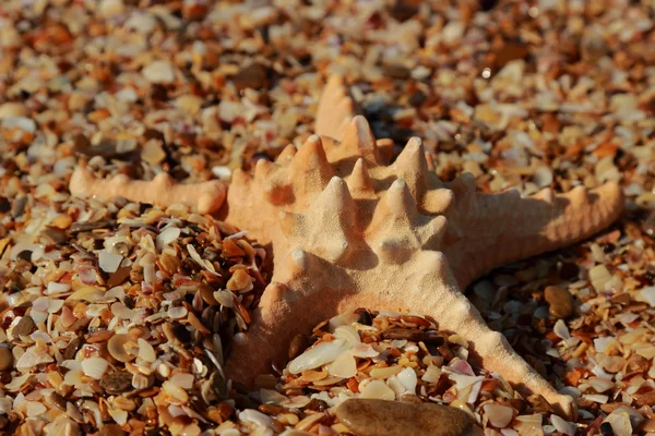 Estrella Mar Orilla Playa Arenosa Kerch Crimea —  Fotos de Stock