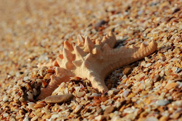 Estrella Mar Orilla Playa Arenosa Kerch Crimea — Foto de Stock