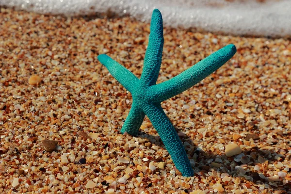 Seestern Ufer Des Sandstrandes Kertsch Krim — Stockfoto