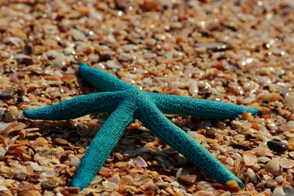 Estrella Mar Orilla Playa Arenosa Kerch Crimea —  Fotos de Stock