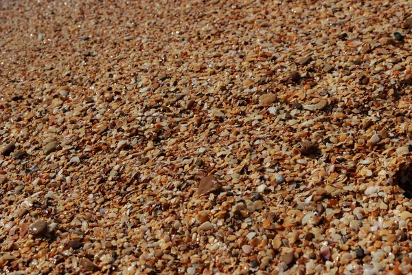 Background Sea Sand Shells — Stock Photo, Image