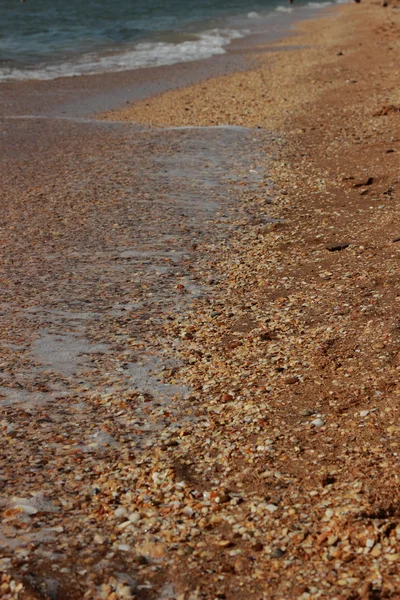Tło z piasku morskiego i muszle — Zdjęcie stockowe