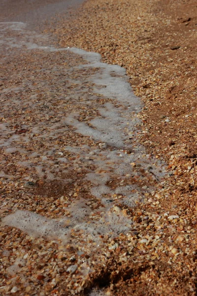 Bakgrund av sea sand och snäckor — Stockfoto