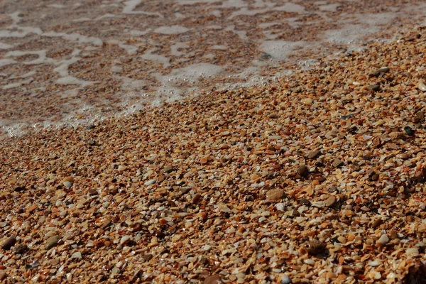 Achtergrond van zee zand en schelpen — Stockfoto