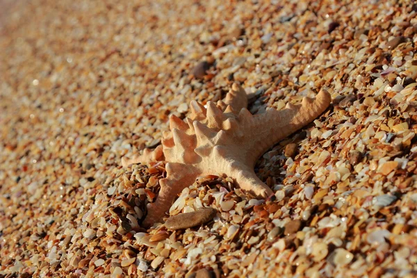 Homokos strand, a tengerek és a homok — Stock Fotó