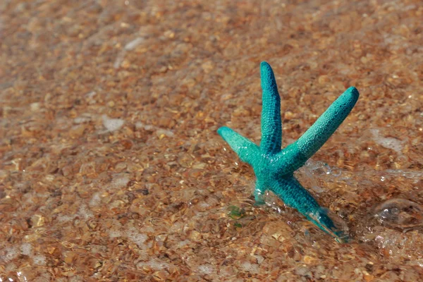 Estrella de mar en la orilla de una playa de arena —  Fotos de Stock