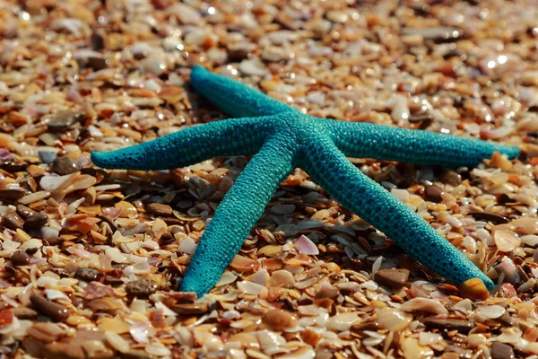 Estrella de mar en la orilla de una playa de arena —  Fotos de Stock