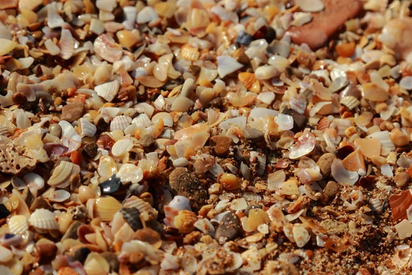 Background of sea sand and shells — Stock Photo, Image