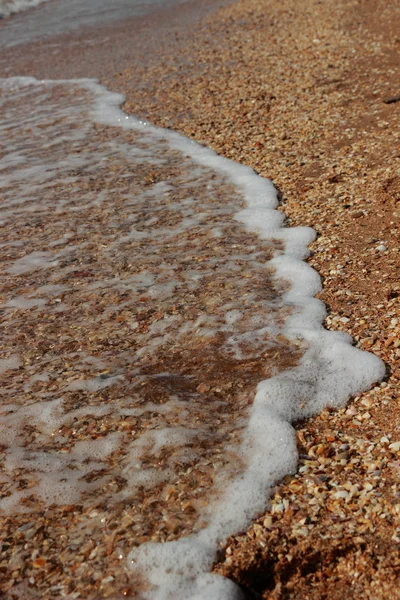 Sfondo Sabbia Marina Conchiglie — Foto Stock