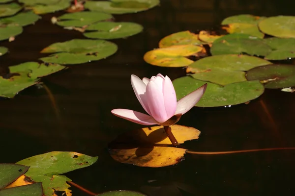 美しい池の上にユリの花の背景 クリミア — ストック写真