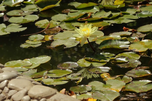 Lily over pond — 스톡 사진