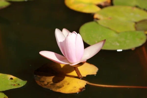 Lily over pond — Stockfoto