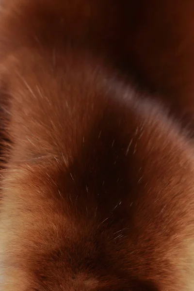 Moda de pele de fundo de luxo de raposa polar — Fotografia de Stock