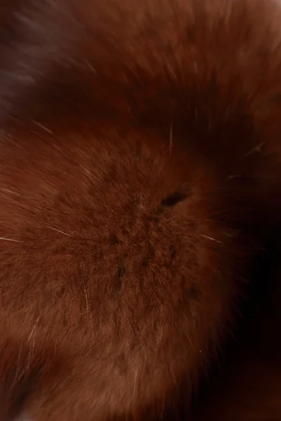 Kürk moda kutup fox lüks arka plan — Stok fotoğraf