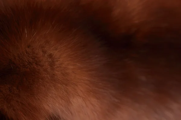 Γούνα Μόδα Της Πολικές Αλεπούδες Πολυτελές Φόντο — Φωτογραφία Αρχείου
