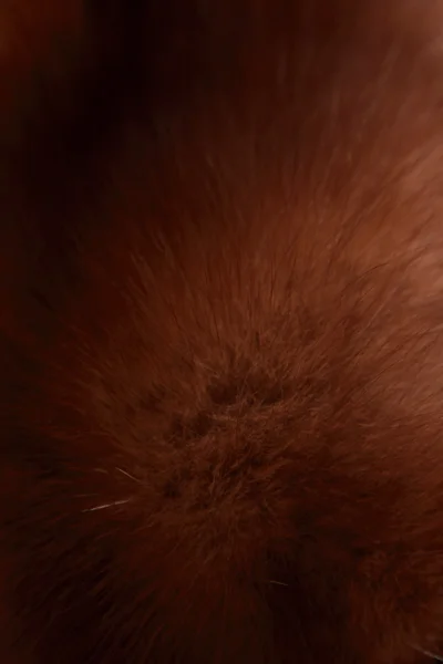 Fur Fashion Polar Fox Luxury Background — Stock Photo, Image