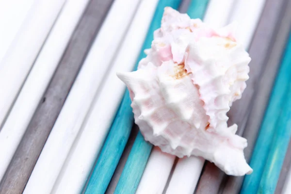 Seashell — Stock Photo, Image