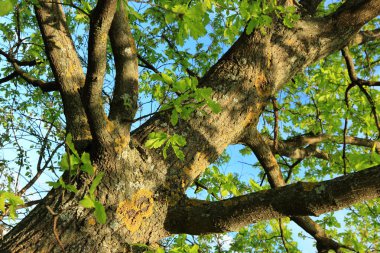 arka plan mavi gökyüzü ağaçta yeşil yeşillik