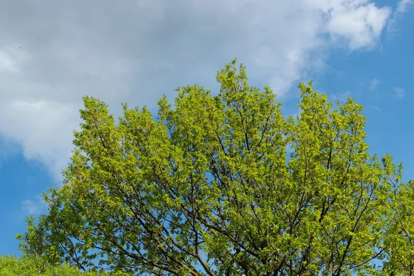 灰色の雲と青い背景の空のツリー — ストック写真