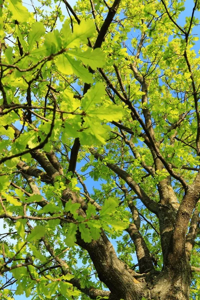 青色の背景の空の木の緑の葉 — ストック写真