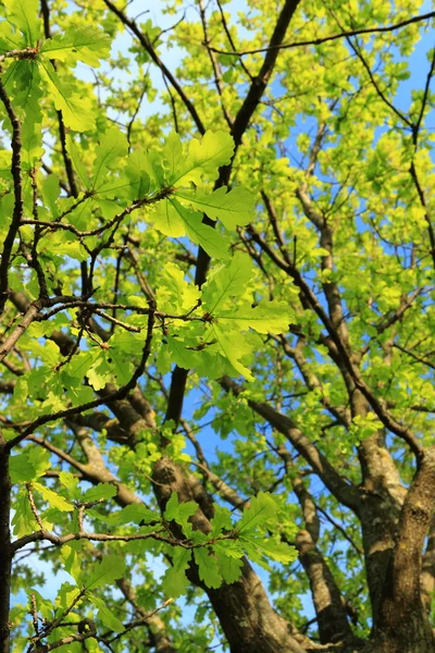 Green Foliage Trees Background Blue Sky Stock Picture